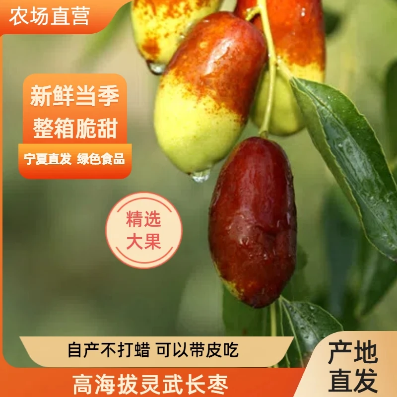 【风清推荐】宁夏灵武长枣净重3/5斤装 坏果包赔