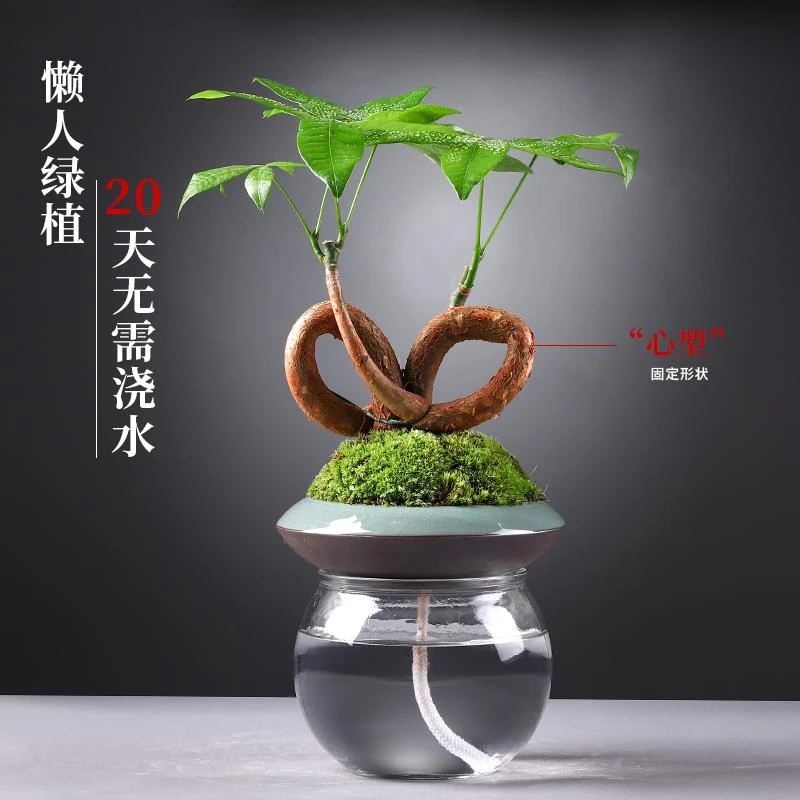 绿植盆栽懒人花卉室内好养发财树办公室文竹吊兰富贵竹水培小植物