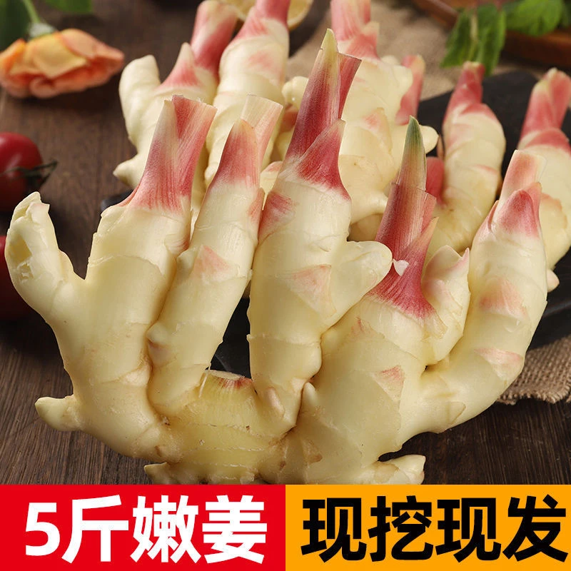 现挖生姜鲜嫩姜农家自种5斤红芽糖醋泡姜嫩生姜广西小姜仔原生态