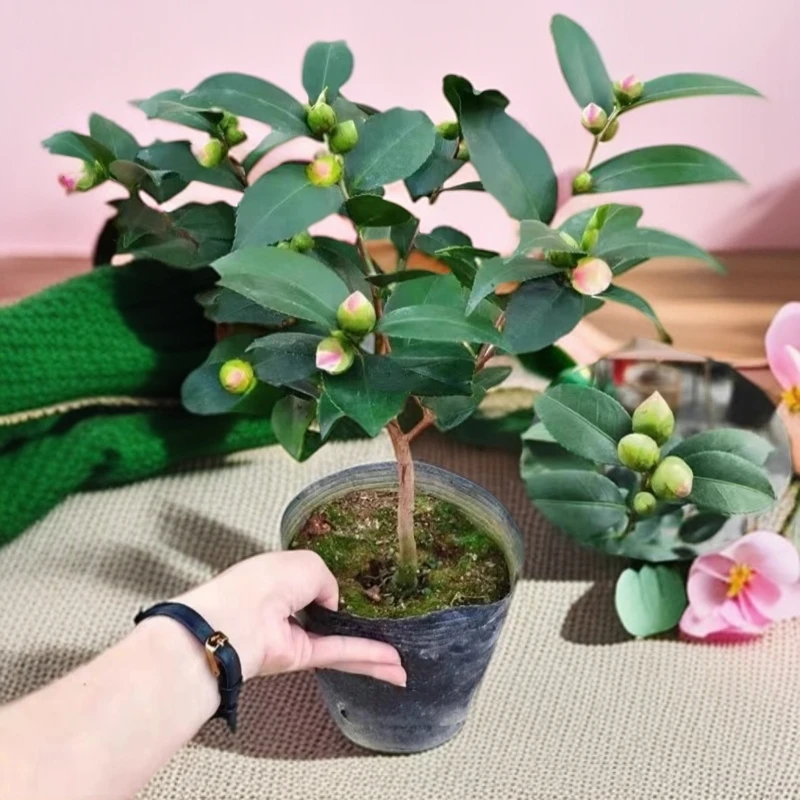 香妃茶花带花苞浓香型茶花盆栽冬季开花年宵花卉耐寒好养庭院绿植