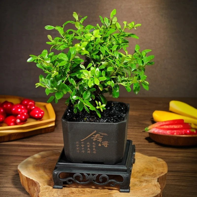 小叶赤楠老桩盆景盆栽植物办公室室内花卉桌面四季常青好养绿植