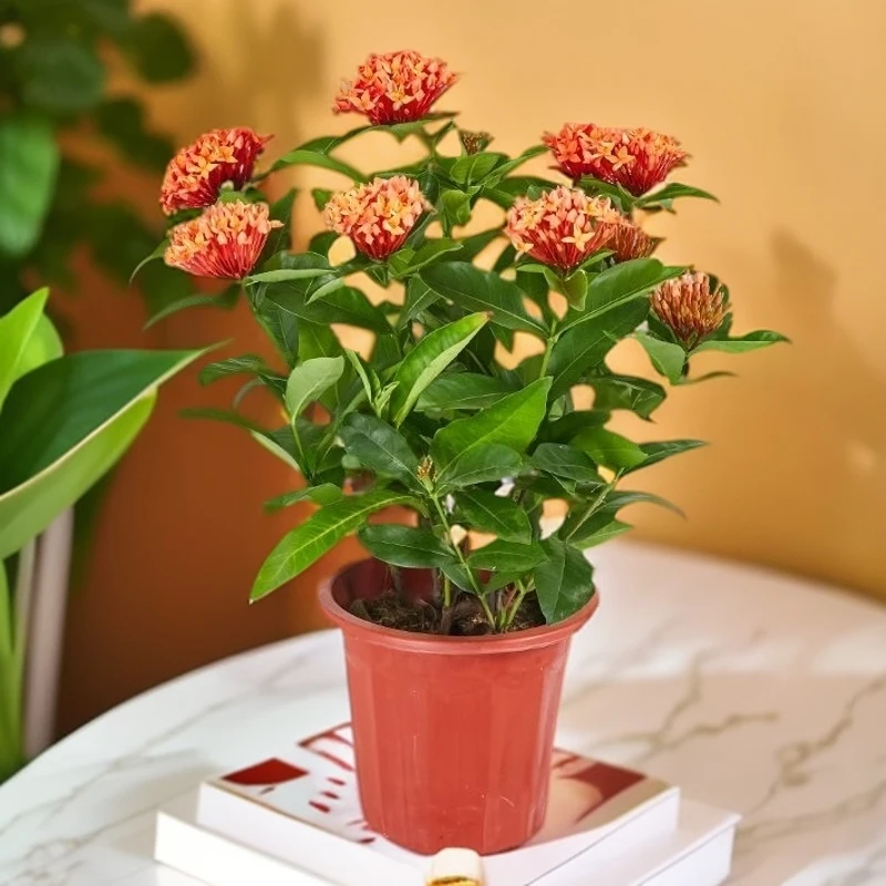 【带花苞】龙船花绣球花绿植盆栽绿植四季开花盆栽阳台室外中国红