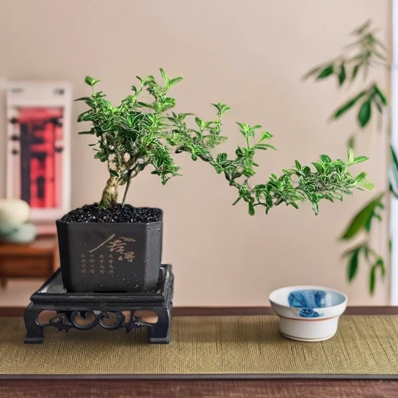 悬崖六月雪盆栽造型植物室内花卉办公室桌面客厅好养绿植盆景
