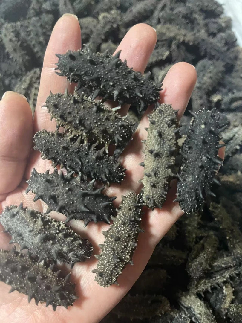 小精品海参   纯淡干   大连海参  500g 泡发率高