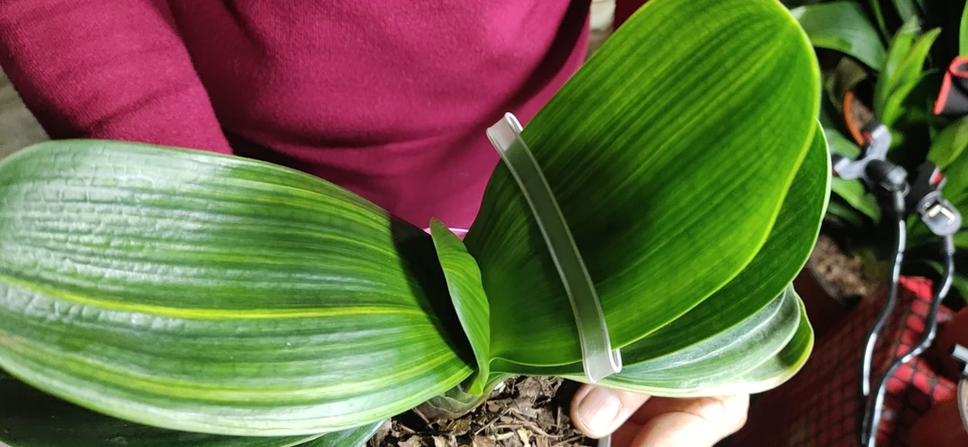 绿包金二年生一盆一颗