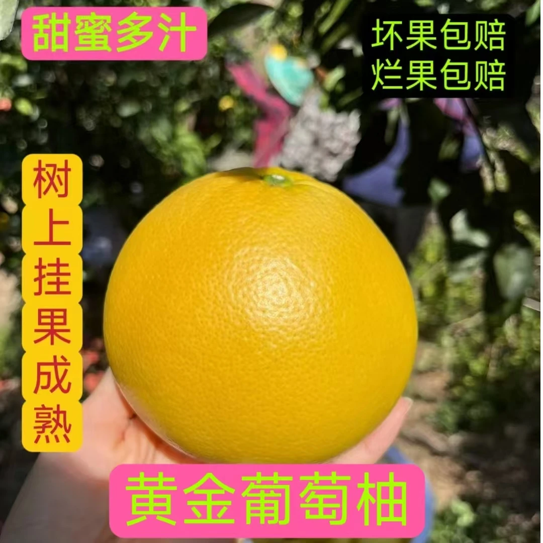 【爆汁黄金葡萄柚】2福建黄金爆汁西柚当季水果清甜可口西柚5~9斤