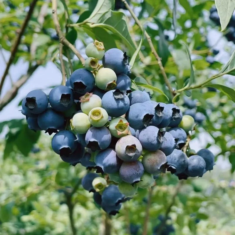 云南蓝莓中果大果脆甜多汁新鲜顺丰包邮