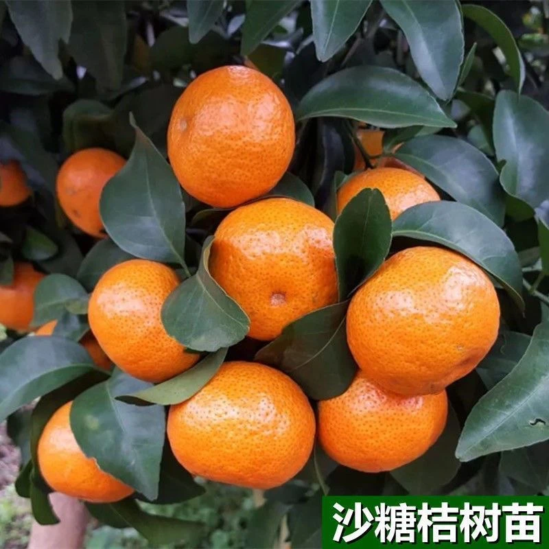 正宗嫁接无籽砂糖橘苗盆地栽无核沙糖桔南方北方果树苗当年结果
