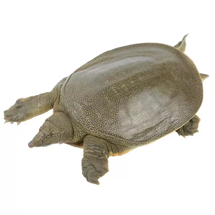 鲜活 黄甲鱼/稻田甲鱼 默认帮杀/不剁