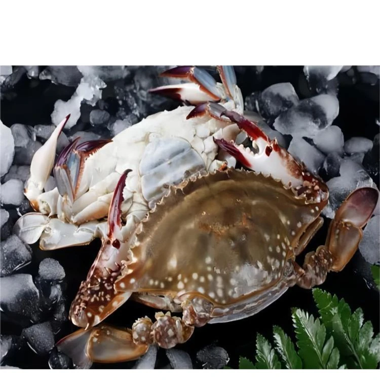 【特价】鲜活舟山梭子蟹 公蟹 （带皮筋）500g/份  约5两/只