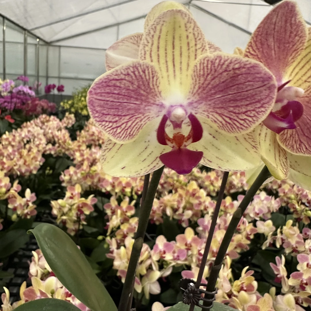 蝴蝶兰《三色鸟》花期巨长新手推荐 好养耐养带花 基地直发