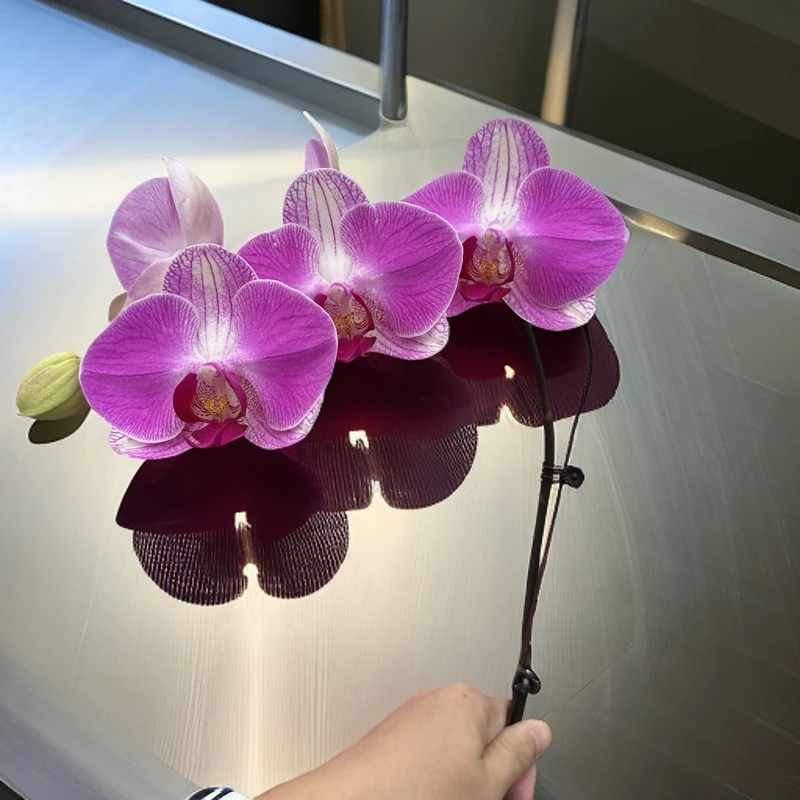 蝴蝶兰【情人二号】室内花耐养养好看花期长送礼乔迁源头基地直发