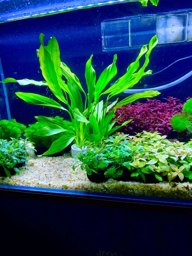 绿九冠水草鱼缸水草阴性水草