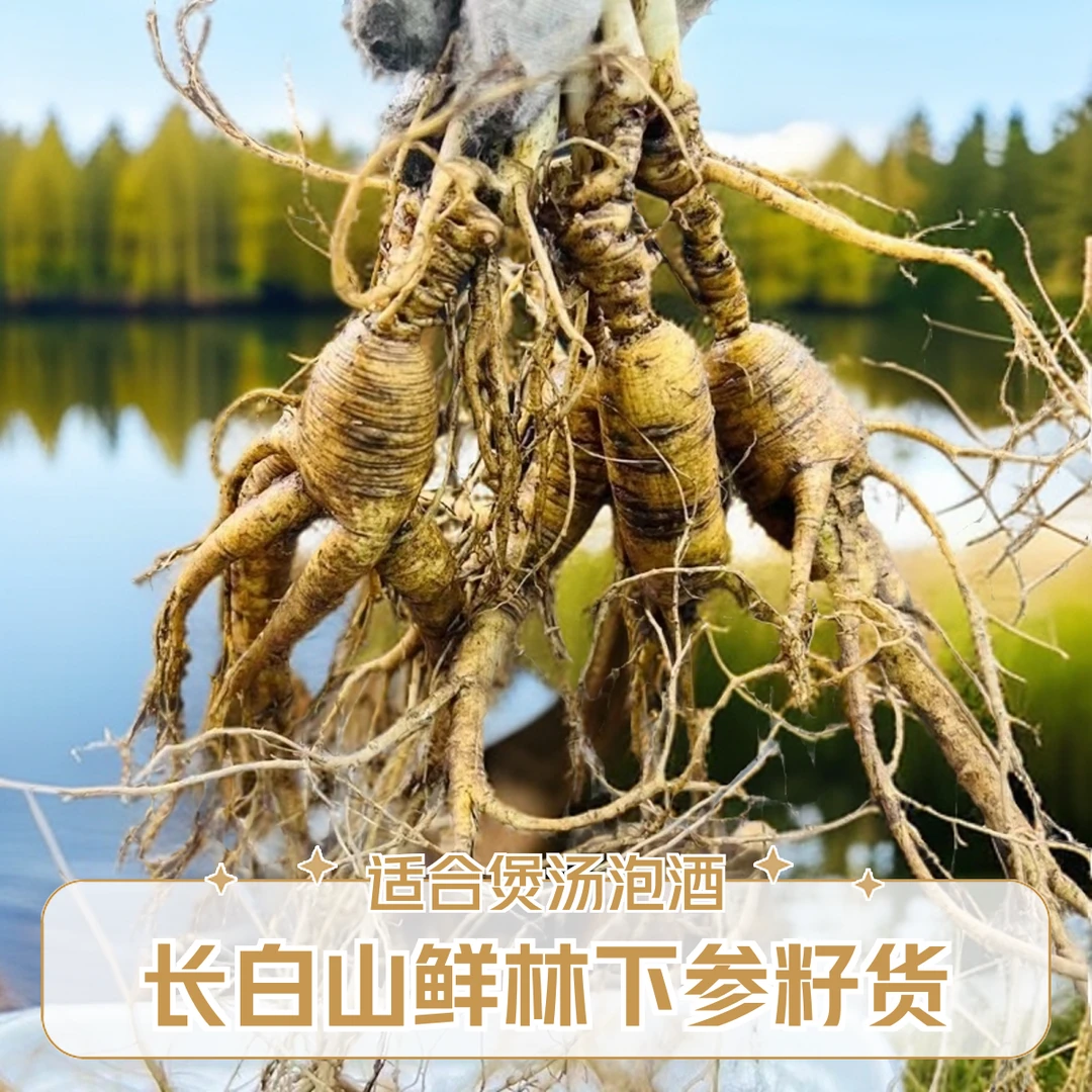 【直播】长白山鲜林下参高龄老参残参煲汤泡酒自用实惠滋补