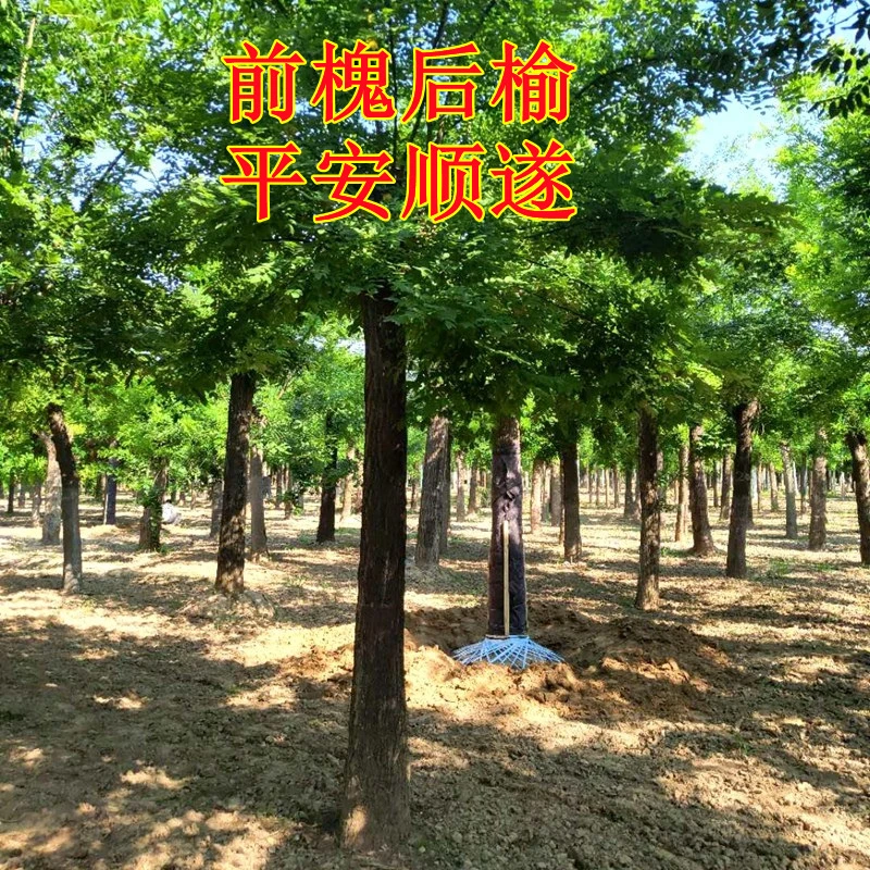 国槐树苗 老槐树槐树苗 速生国槐 国槐大苗庭院别墅院栽 前槐后榆