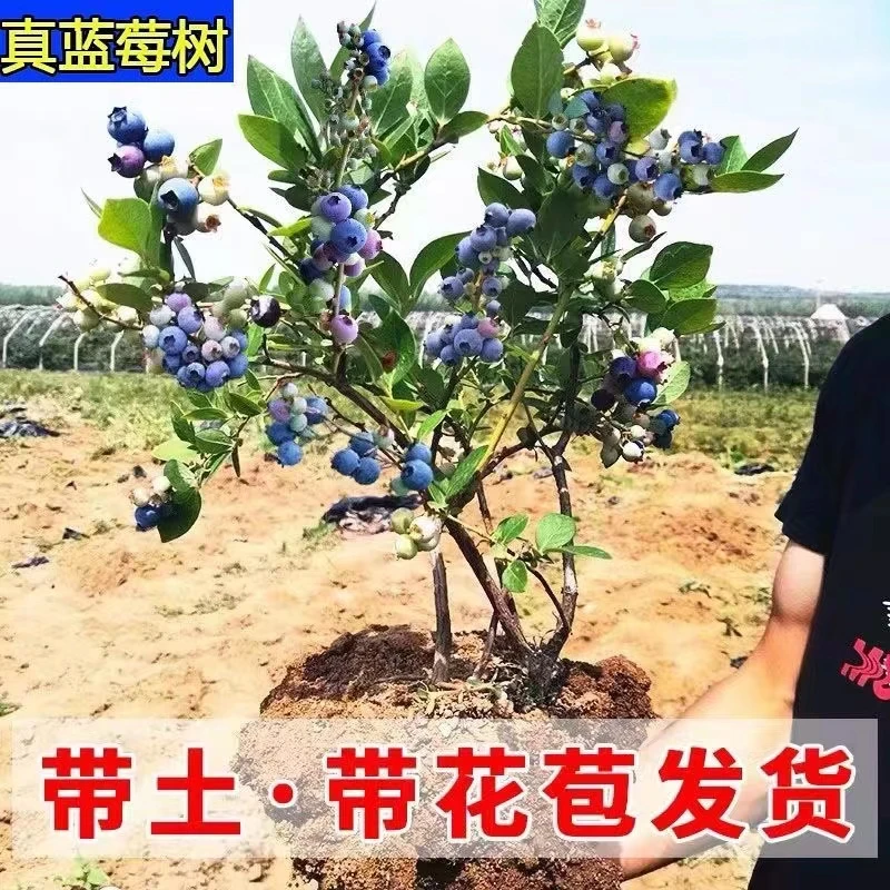 蓝莓树果苗盆栽地栽四季水果树当年结果南方北方种植特大蓝莓树苗