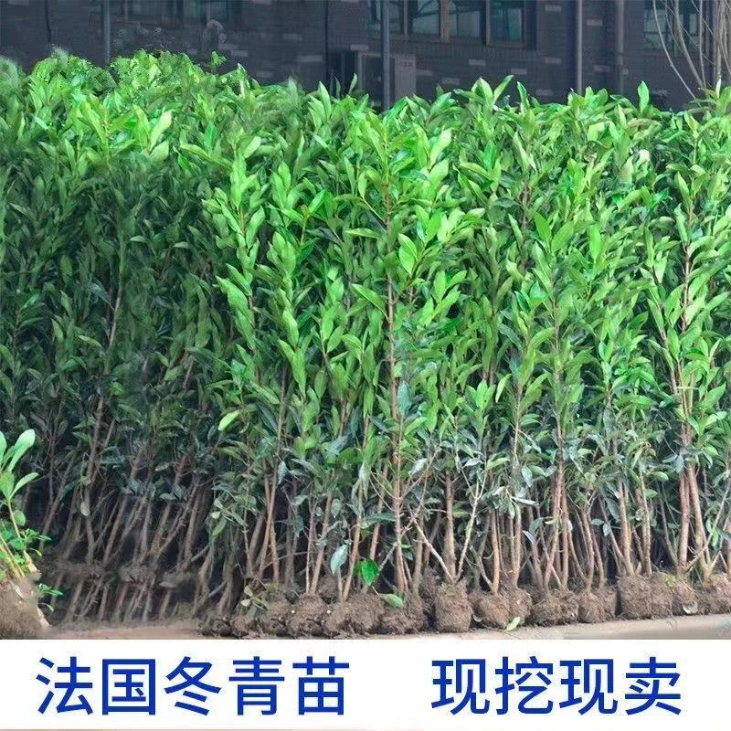 法国冬青树苗庭院绿化北海道冬青围栏苗四季常围墙珊瑚篱笆苗植物
