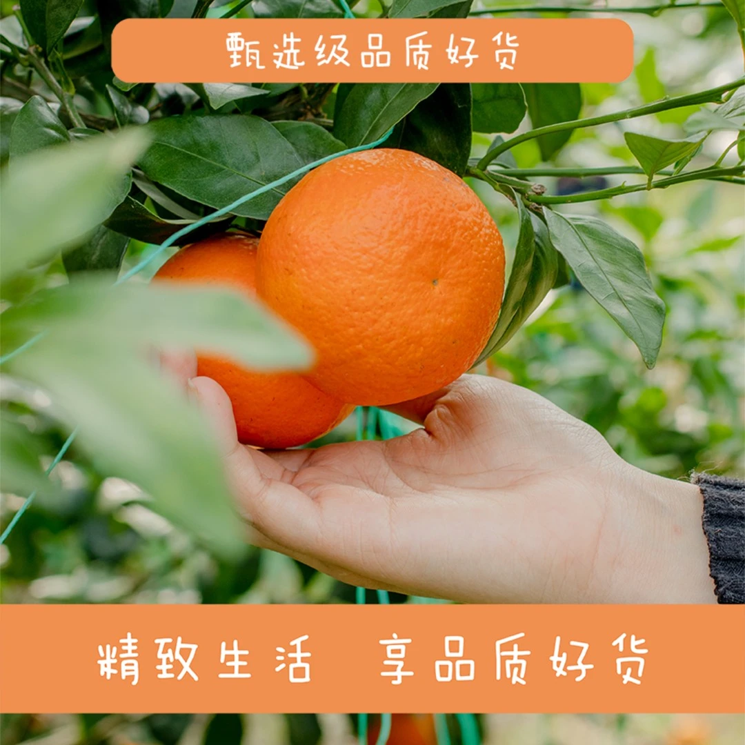 【甄选级】映月良品甄选级四川高山沃柑10斤装现摘现发营养香甜饱满