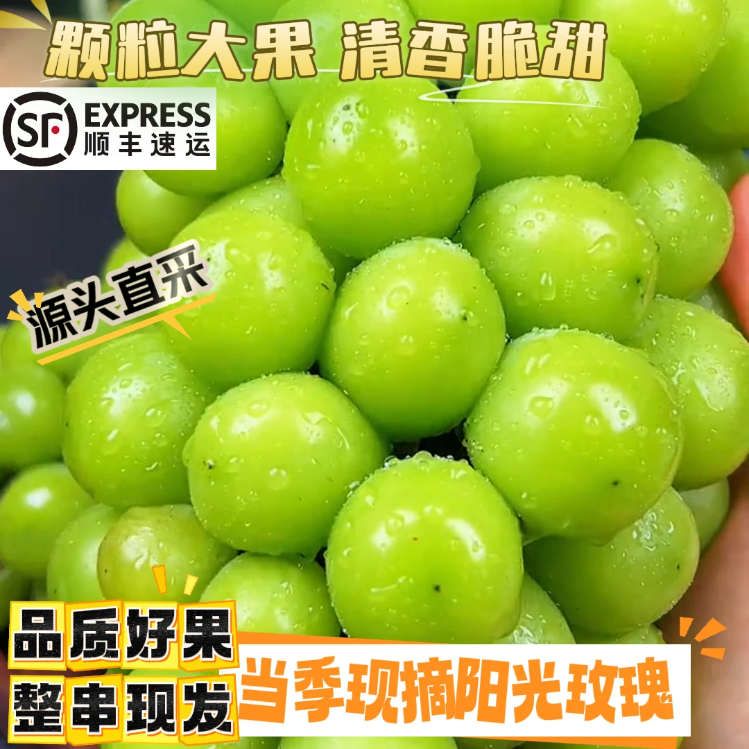 阳光玫瑰青提中果【顺丰包邮】