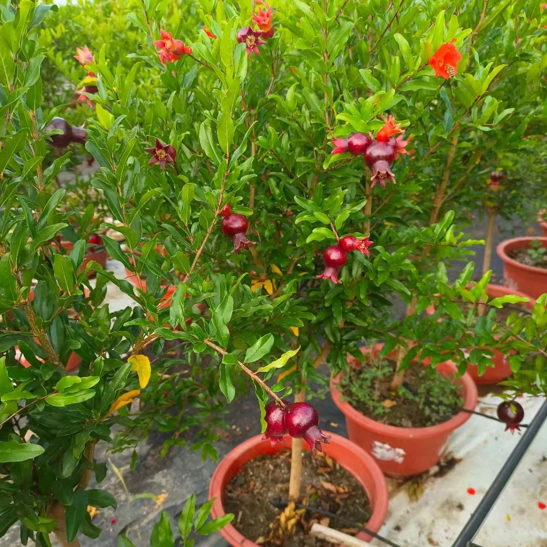 紫玉盆景盆栽一物一拍花卉绿植阳台庭院栽种