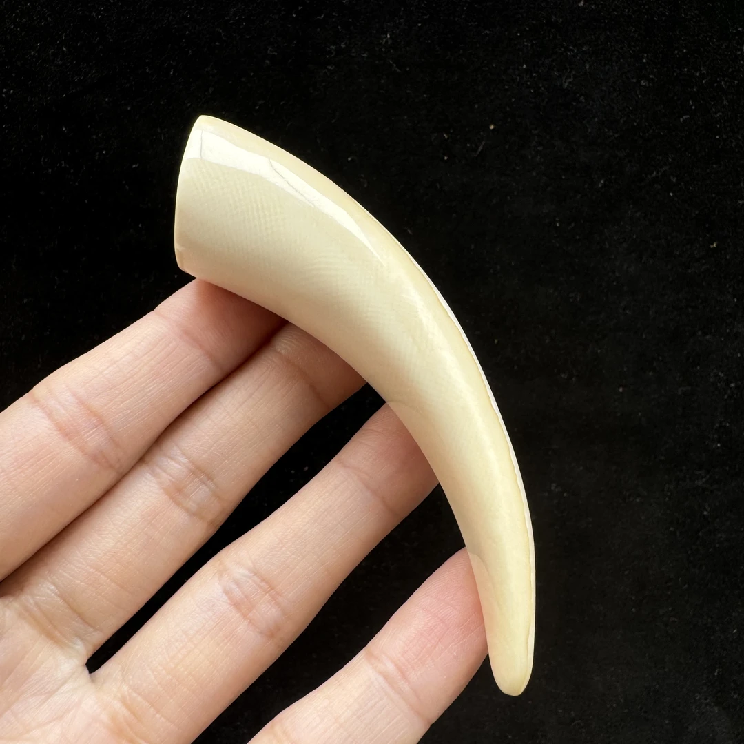 D1596天然猛犸牙 牙尖 20*84mm支持鉴定 假一罚四