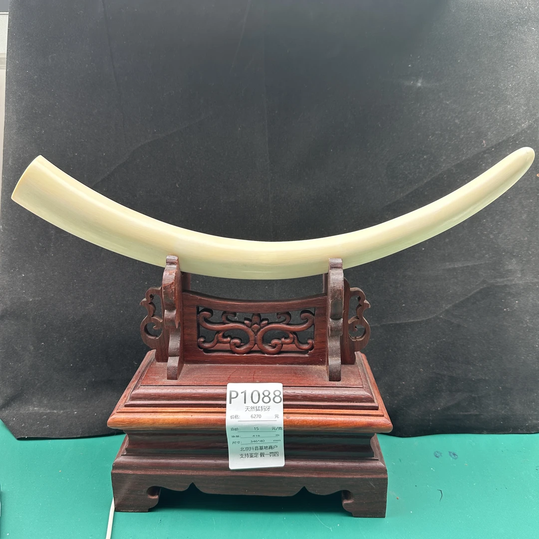 P1088天然猛犸牙牙尖346×40mm支持复检 假一罚四