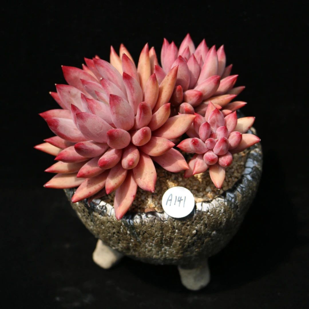 【虞美人】高端精品多肉植物，进直播间挑选。