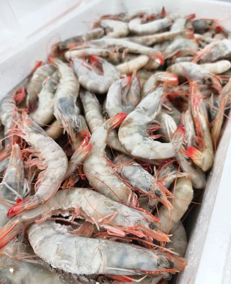 青岛海水大虾【两种规格】12-13只左右 顺风到家