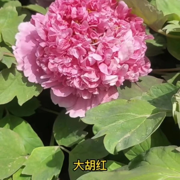 褀美牡丹【大胡红】先发肥料秋季发苗