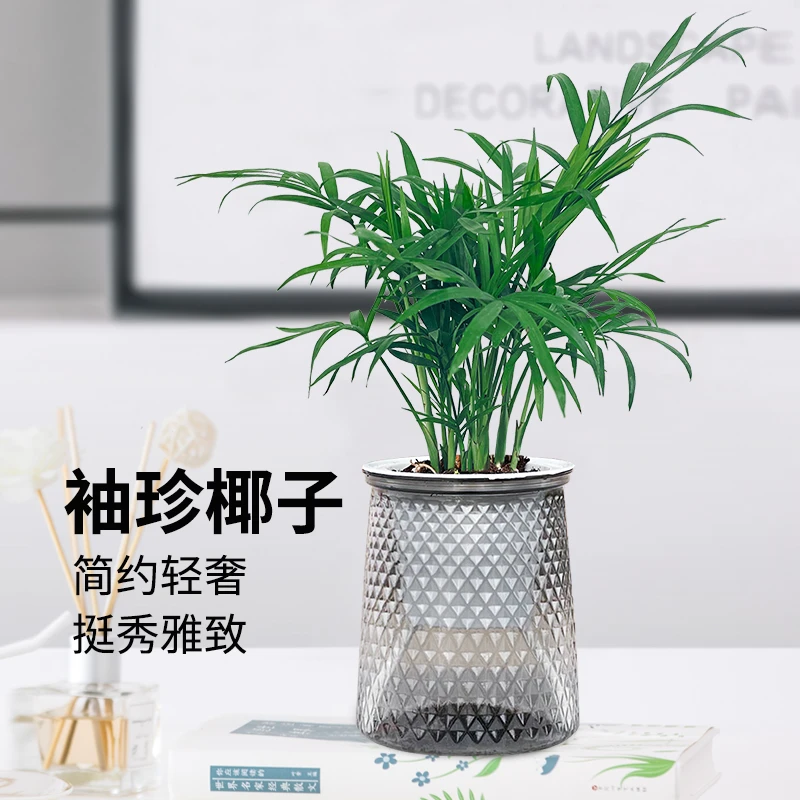 袖珍椰子散尾葵懒人吸水盆栽绿植花卉室内客厅四季常青好养凤尾竹