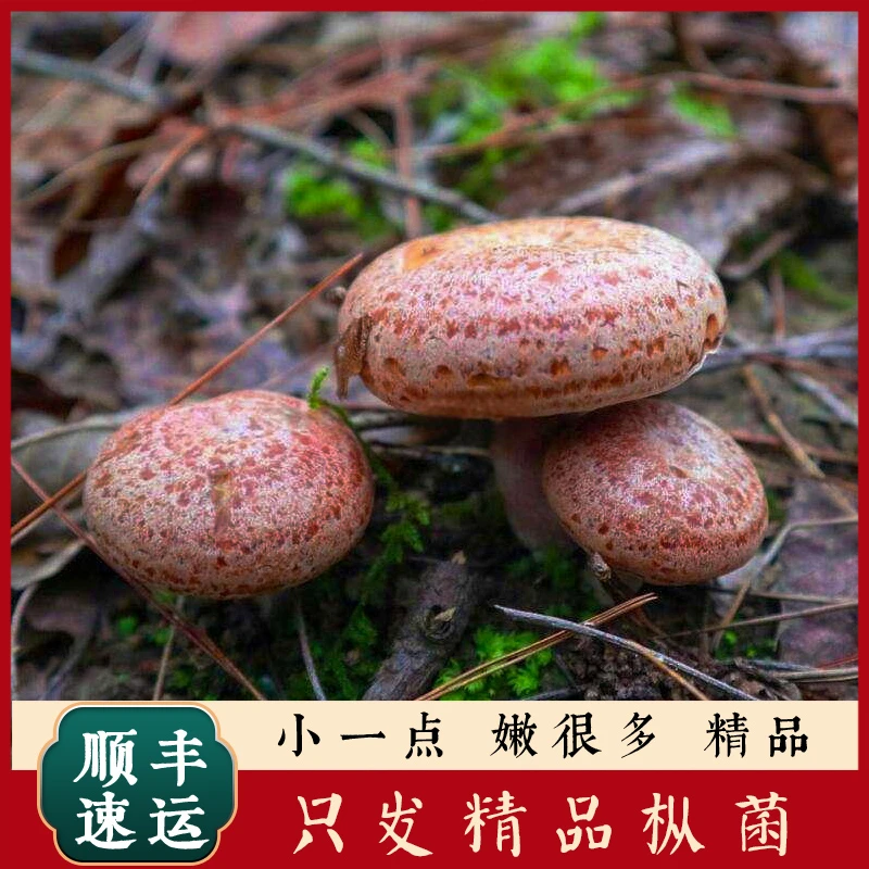 枞树菌谷熟菌重阳菌三九菇谷熟菌燕来覃寒菌新鲜野生  乌枞菌