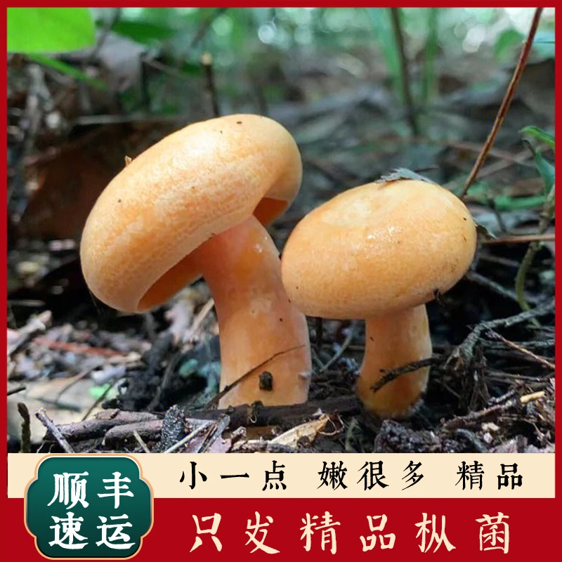 湖南专拍链接 变色氧化长虫不售后