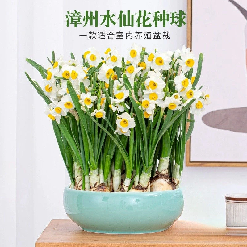 水仙花种球水仙重瓣花室内水养土培冬季花卉漳州水仙花球盆栽浓香