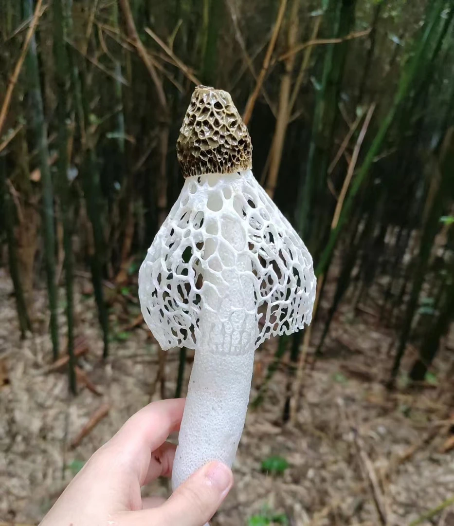 云南特产，肉厚竹荪