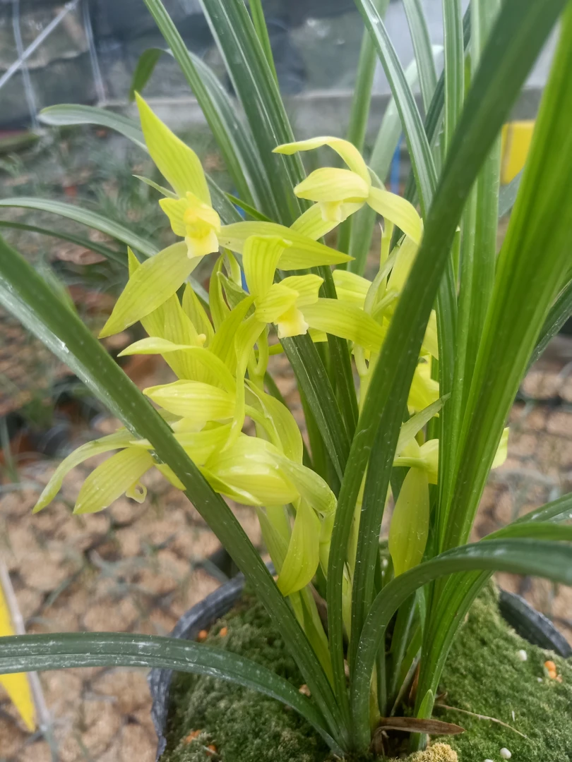 春剑铭品芽黄素，又名西蜀道光