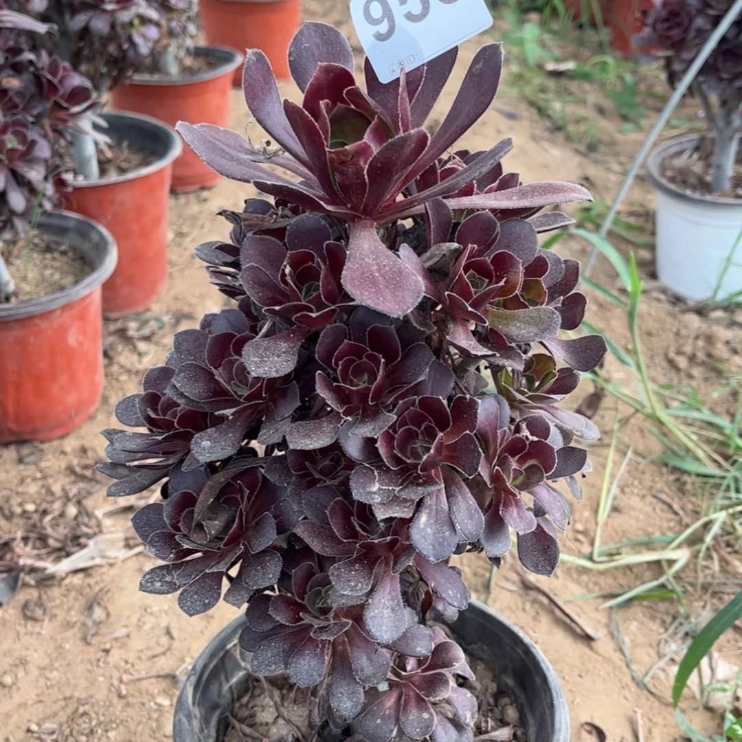 黑圆叶958多肉不包断枝