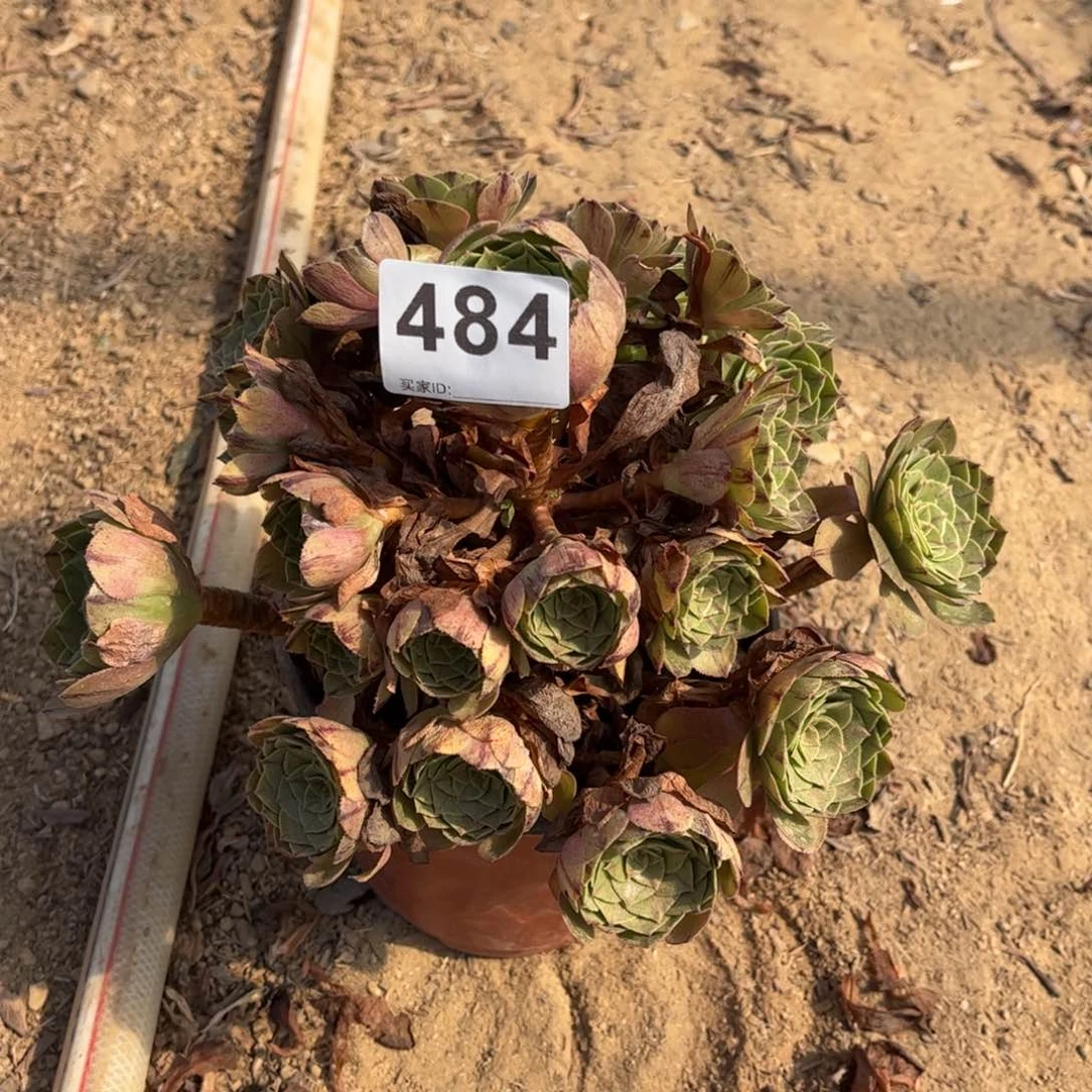 万拉丝484多肉不包断枝