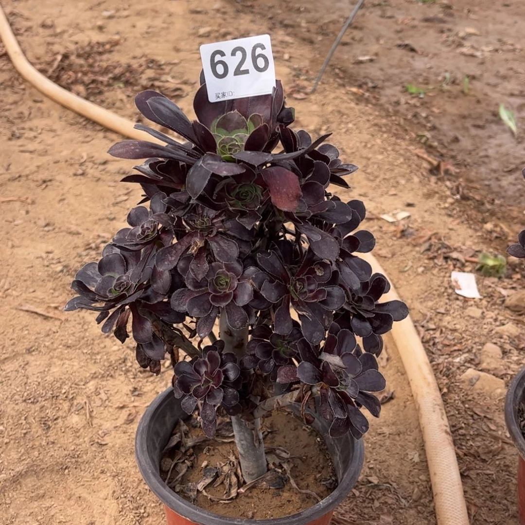 黑圆叶626多肉不包断枝