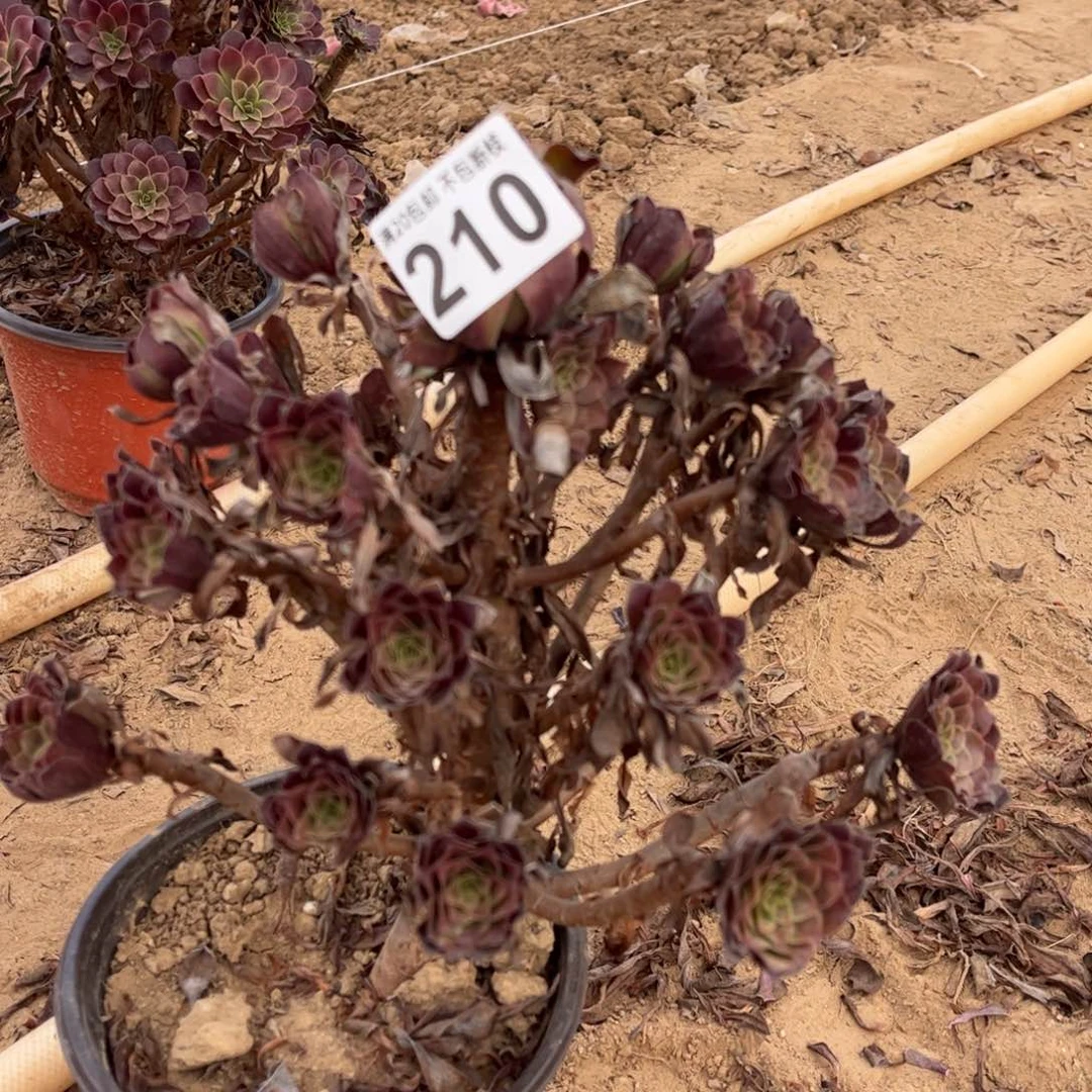 黑铜壶210不包断枝