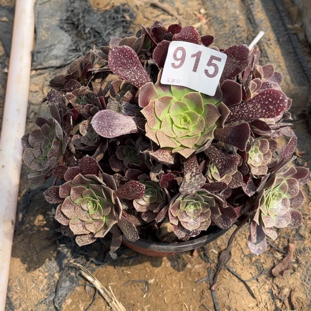 欧佳丽915多肉不包断枝