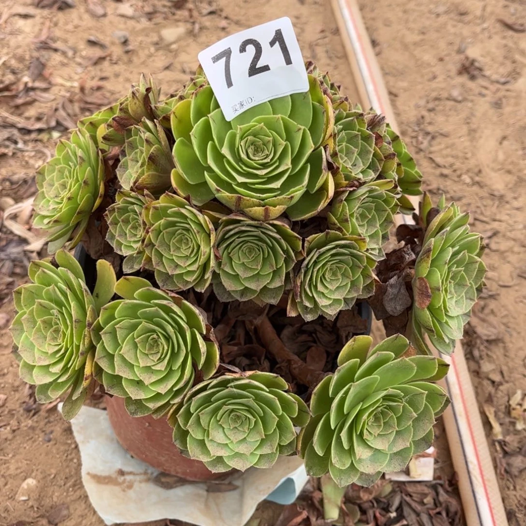 万拉丝721多肉不包断枝