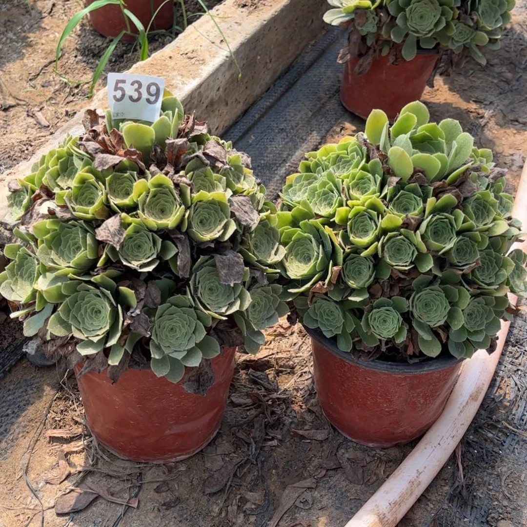 绿杨蓉量拍一颗539多肉不包断枝