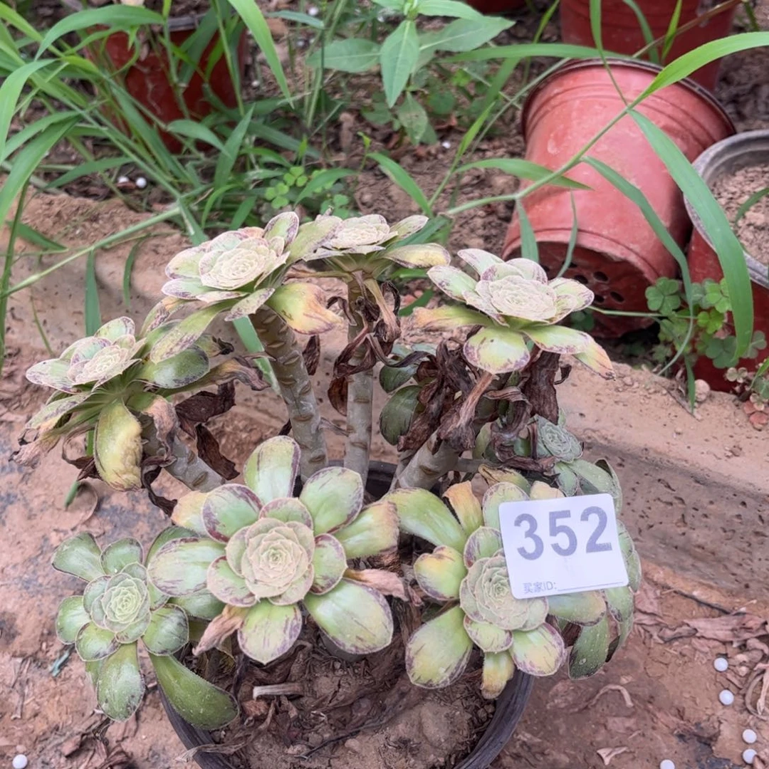 V锦352多肉不包断枝