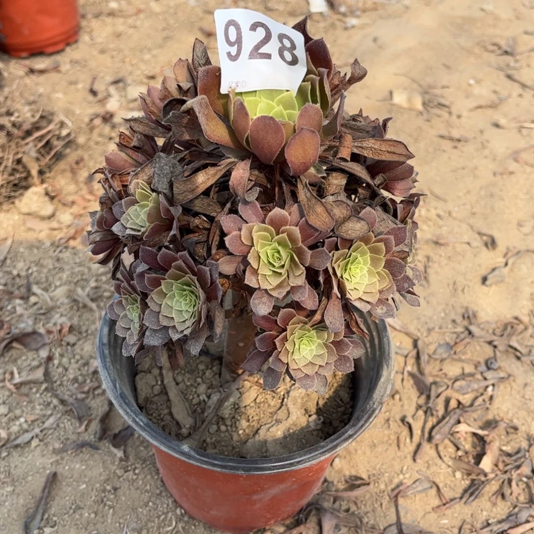 黑铜壶928多肉不包断枝