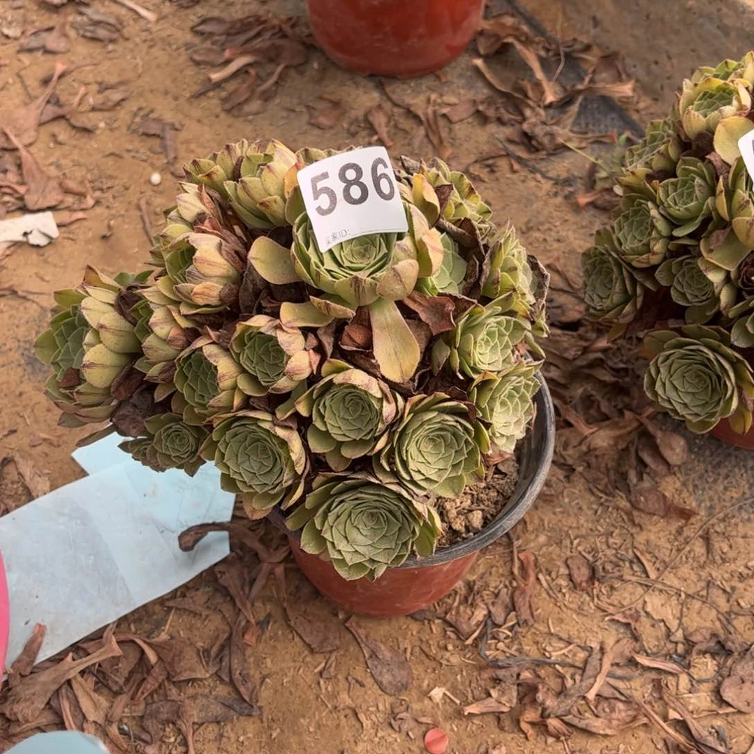 万拉丝586多肉不包断枝