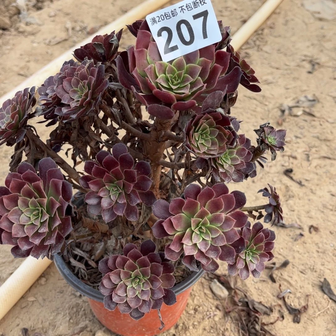 黑铜壶207不包断枝