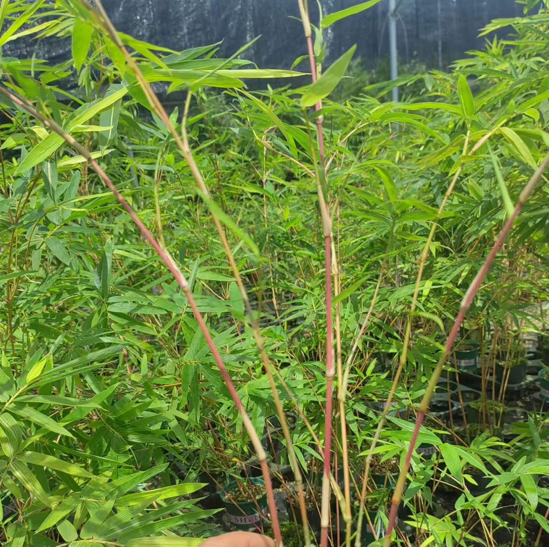 【一物一拍】观赏桌面盆栽创意竹子懒人花卉好养易活