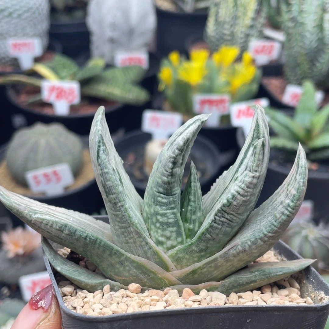 实生扇型白锦卧牛仙人球多肉