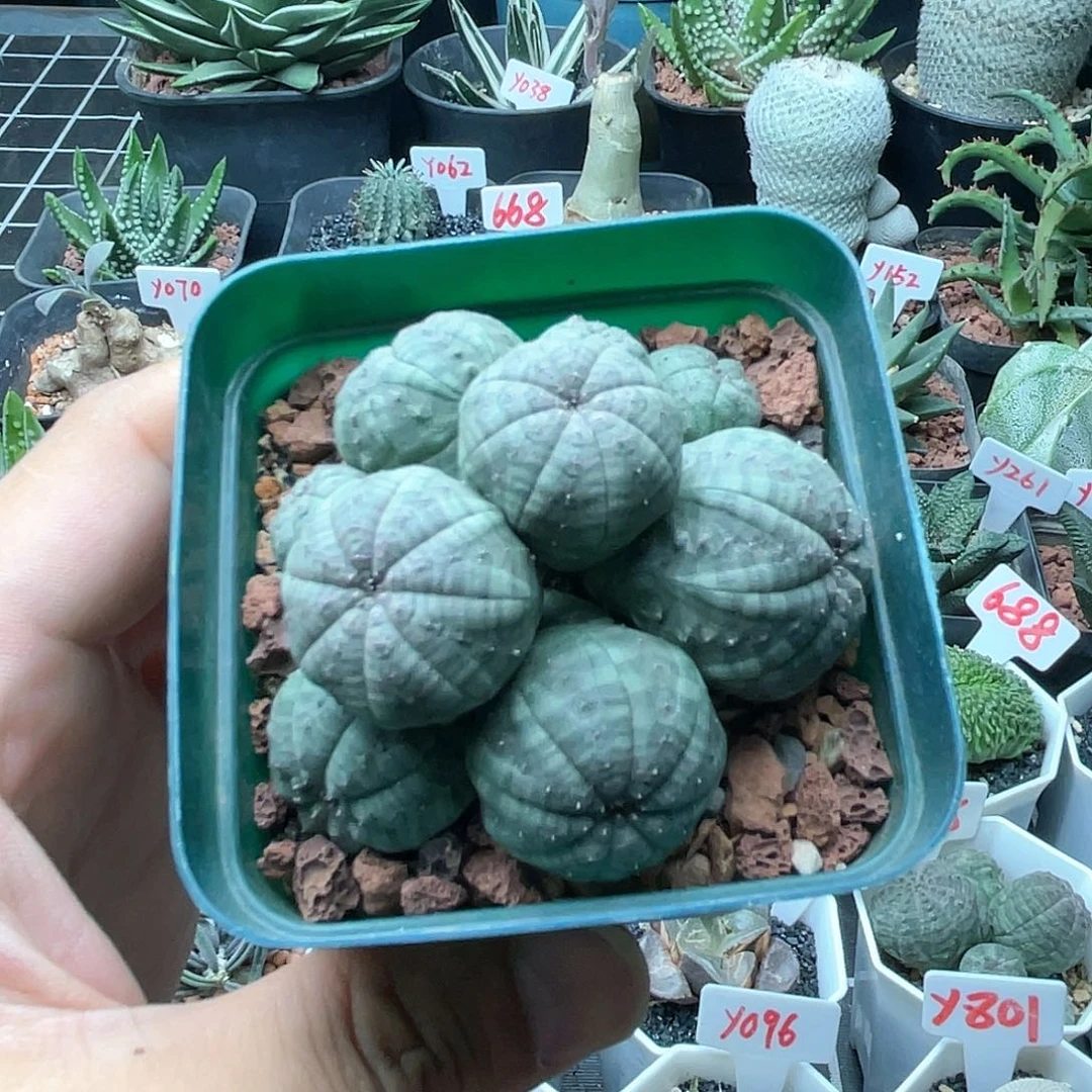 布纹球群多头