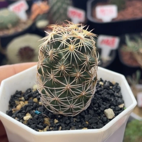 实生顶花球属海胆丸仙人球